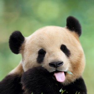 panda with tongue out