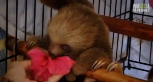 baby sloths eating hibiscus flowers