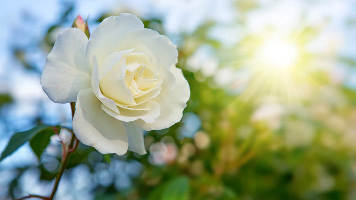 25 Types Of White Flowers 1800Flowers Petal Talk