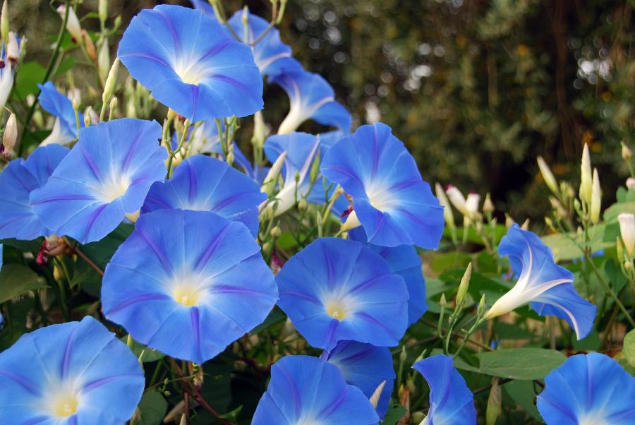 poisonous flowers with Morning Glories