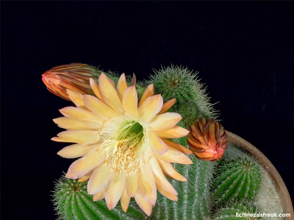 arizona sunset  flower timelapse avec devise