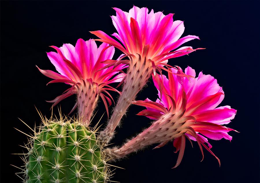lady evelyn flowering cacti