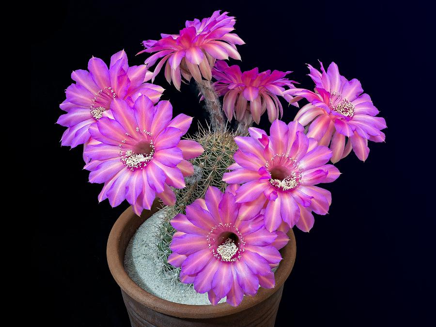 pink open echinopsis flowers cactus