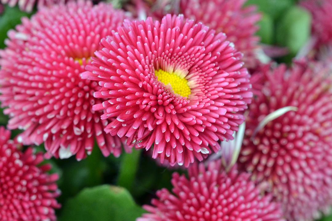 types of daisies English Daisy