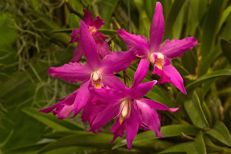 types of orchids laelia