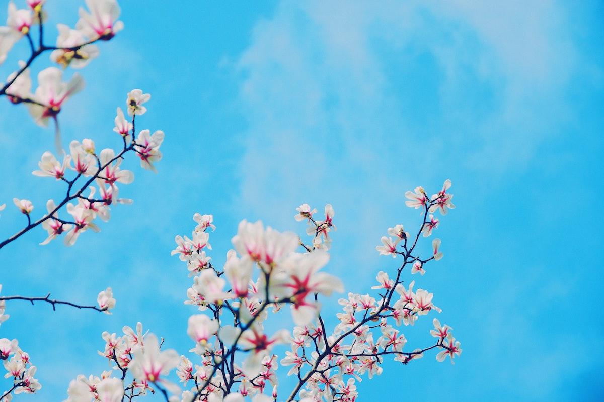 spring flowers against blue sky