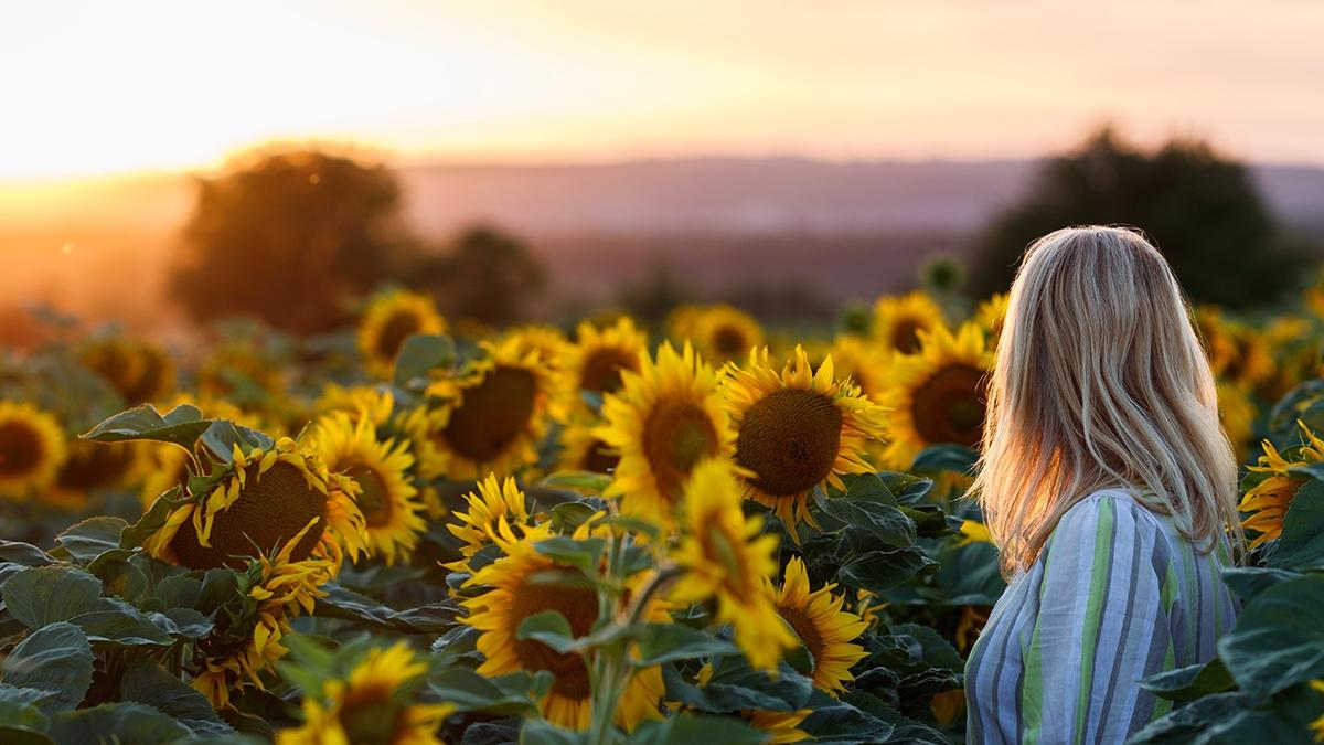 Woman standing in sunflower field during sunset. Panoramic view