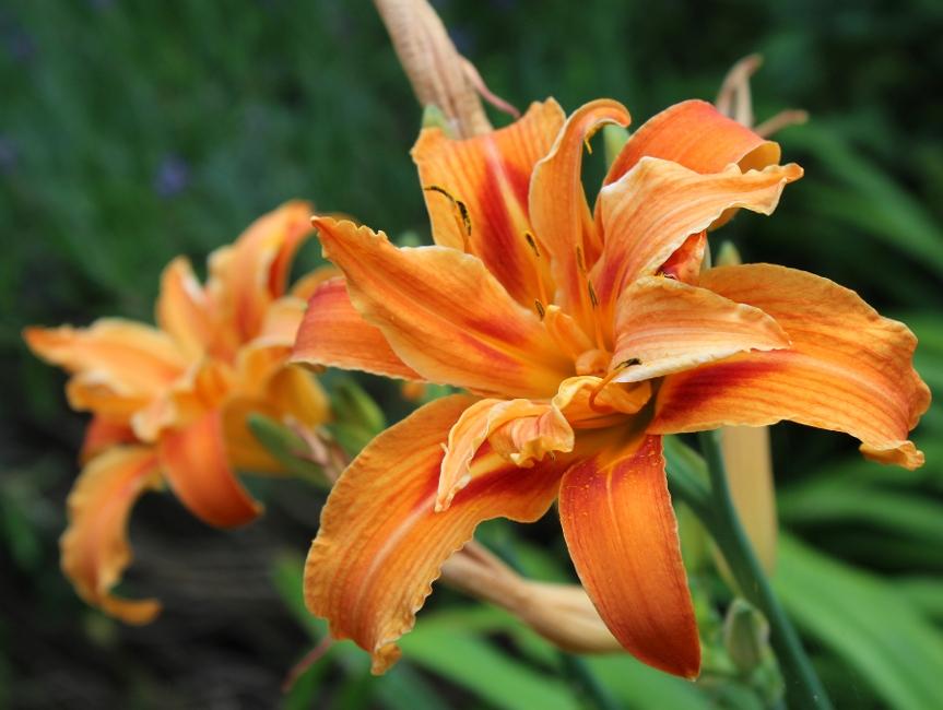 Double Orange Hemerocallis. The beautiful flower head of the the plant also known as a Day Lilly.
