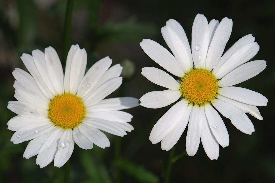 types of daisies montauk daisy