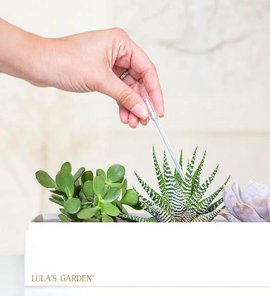 succulent care Succulents by Lula’s Garden