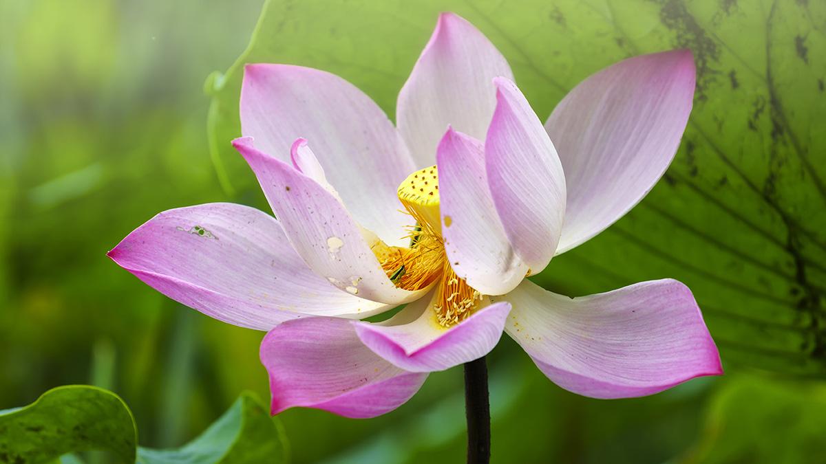 Photo of a pink lotus, a popular type of Japanese flowers