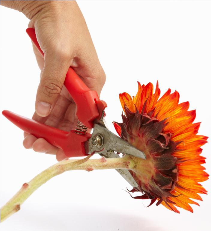 How to make a sunflower votive step  is to cut the stem.