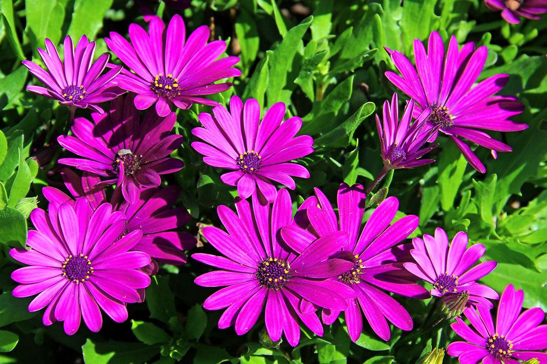 types of daisies african daisies