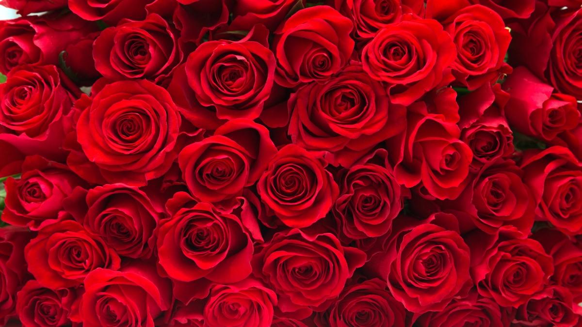 Article Cards Featured Image Background of a lot of beautiful red roses