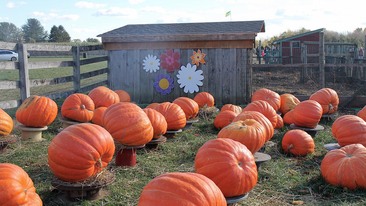 A pumpkin patch for an autumn day in New England.