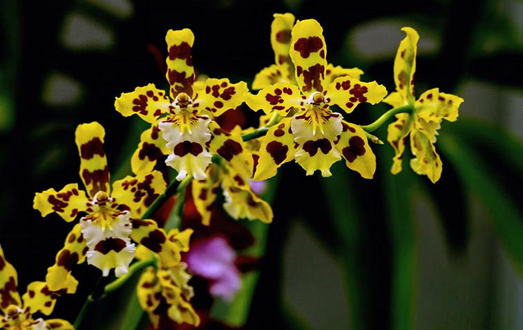 types of orchids oncidium