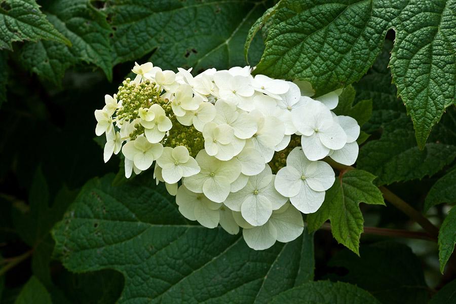 kinds of hydrangeas oakleaf