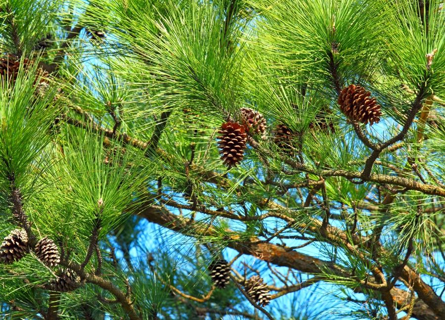 pine tree and pinecones