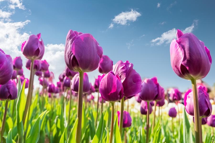 purple tulips blooming against a sunny sky