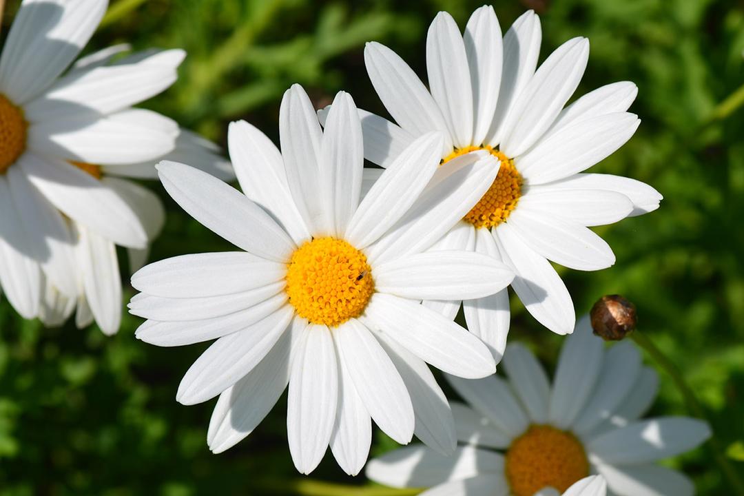 types of daisies oxeye daisy