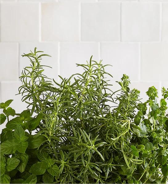 how to grow herbs indoors herb garden