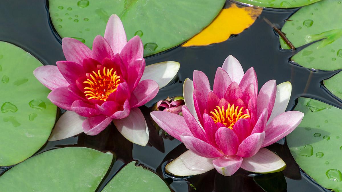 july birth flowers water lilies