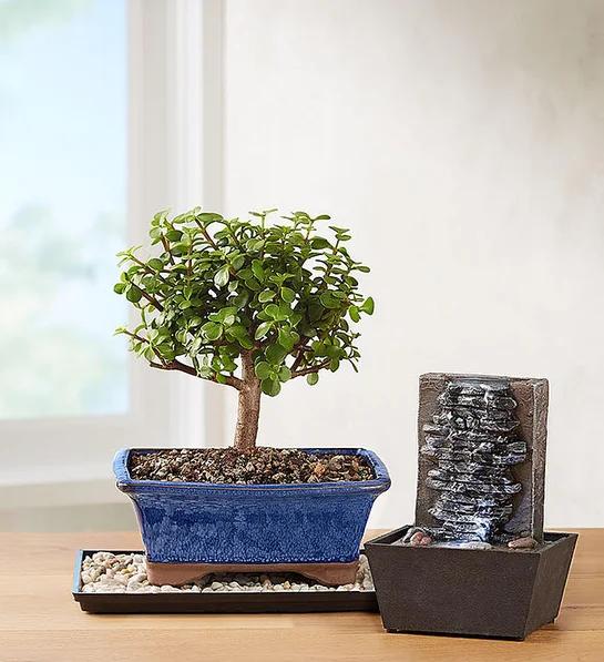 low maintenance plants dwarf jade bonsai