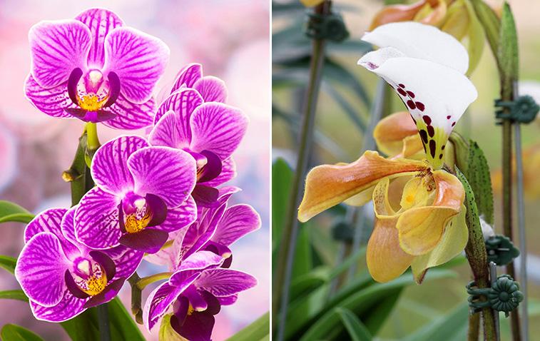 Article Cards Featured Image types of orchids hero