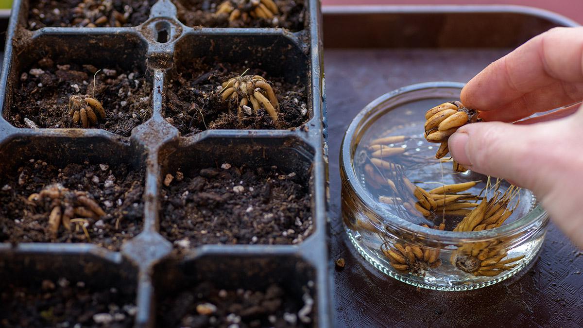 Ranunculus asiaticus or persian buttercup. Woman planting presoaked ranunculus corms into a seed tray. Ranunculus corms, tubers or bulbs.