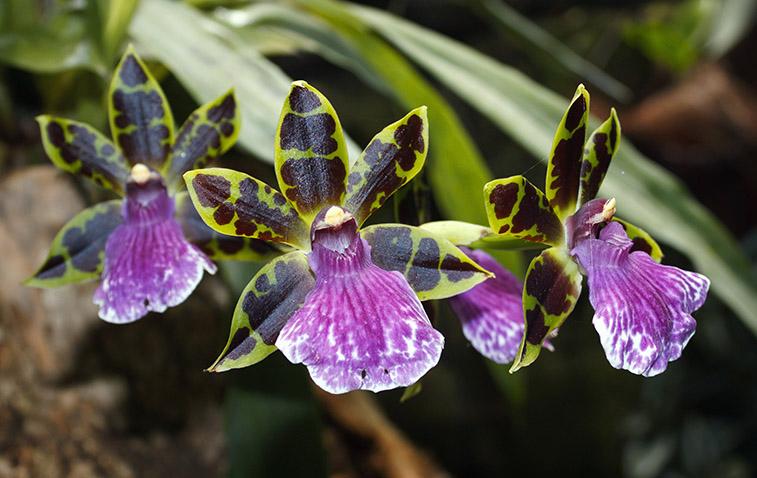 types of orchids zygopetalum