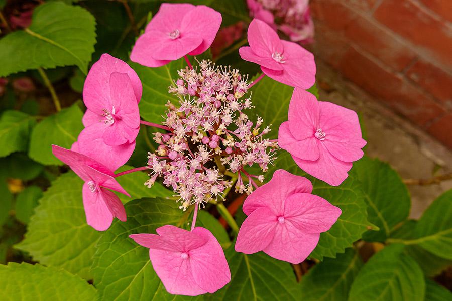 kinds of hydrangea mountain