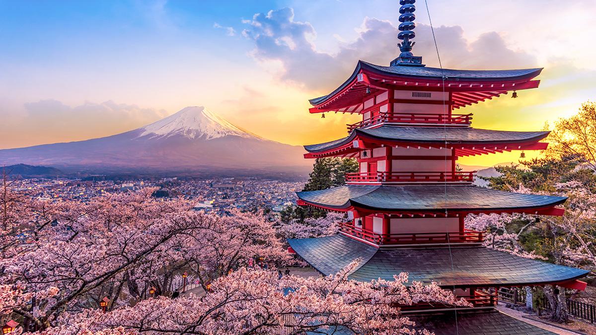 Mt. Fuji and Chureito pagoda at sunset, with Japanese flowers  cherry blooms  in the background