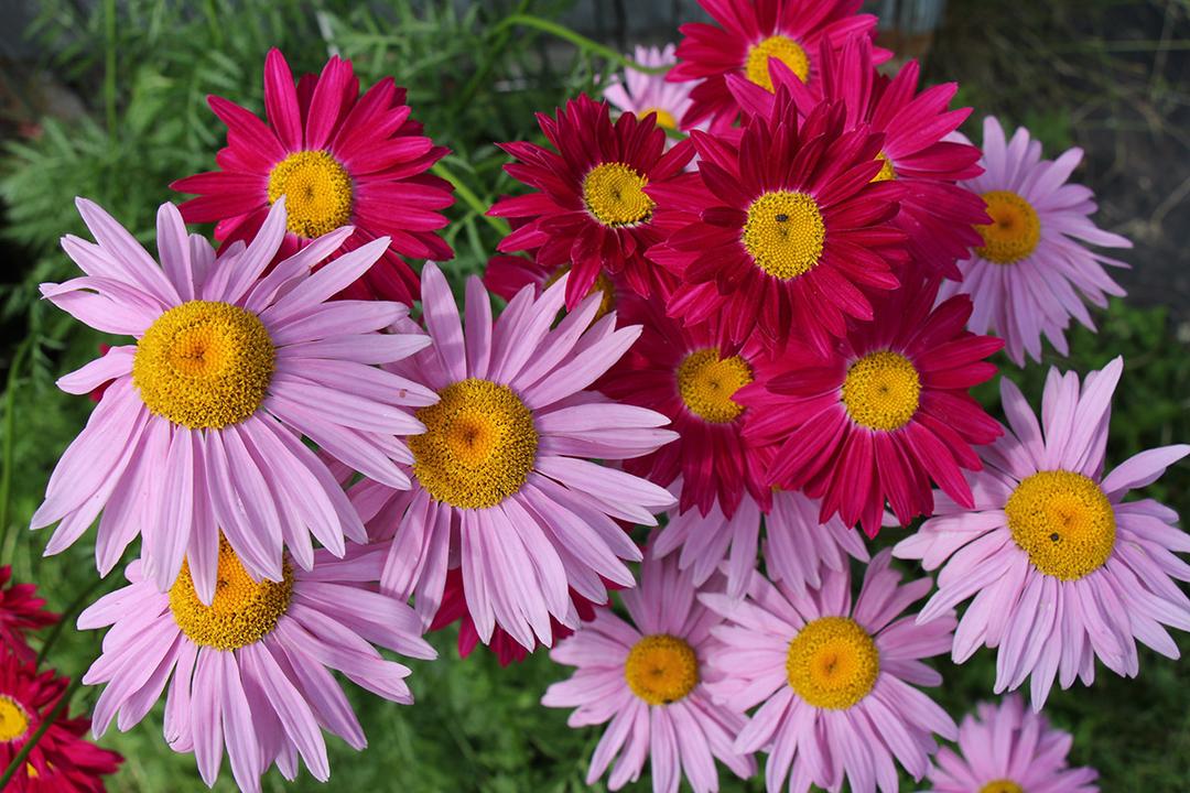 types of daisies painted daisy