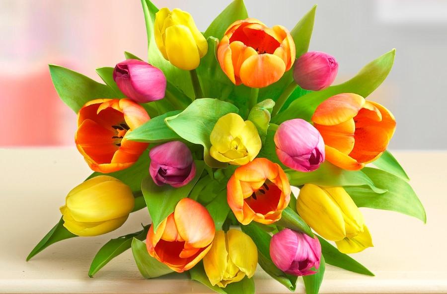 orange yellow tulips