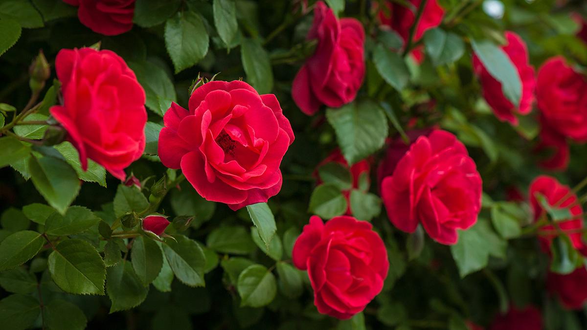 Close up red roses with buds on a background of a green bush. Bu