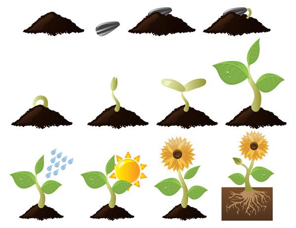 sunflower life cycle growth
