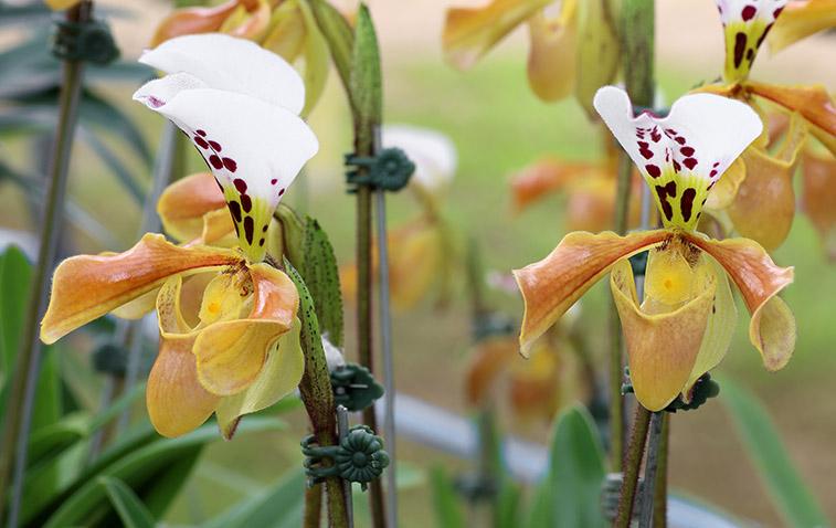 types of orchids paphiopedilum