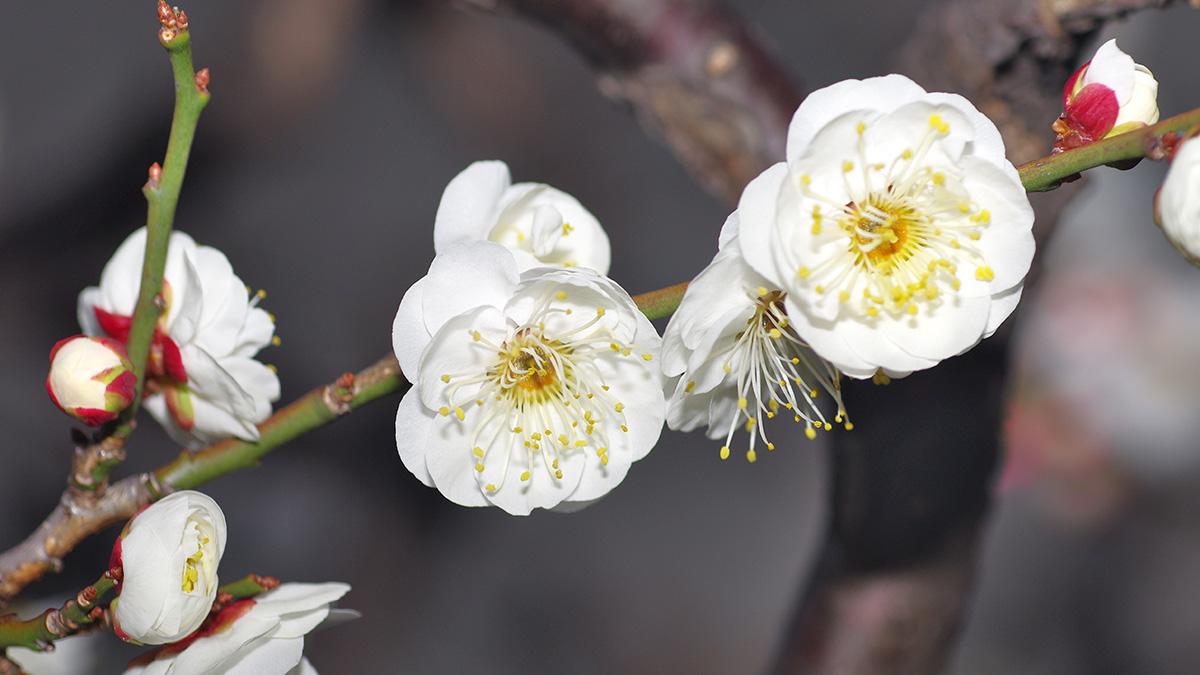 Photo of a Japanese apricot blossom, a popular Japanese flower