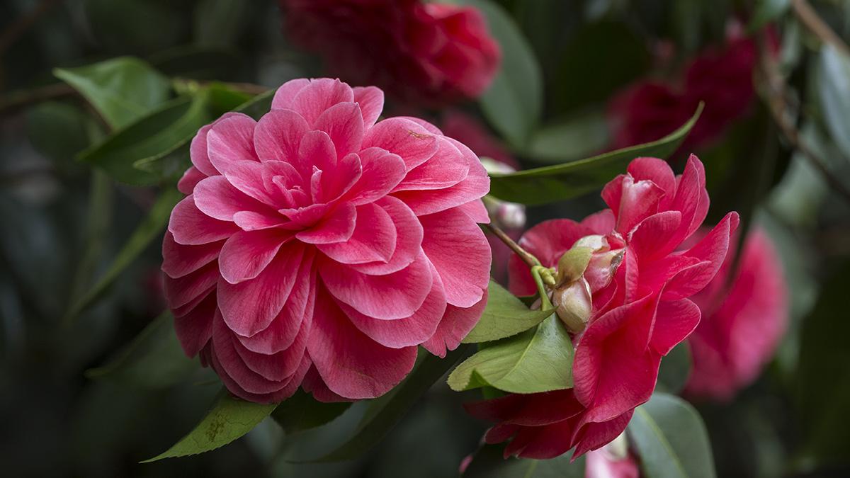 Photo of a hot pink camellia, one of many popular and symbolic Japanese flowers