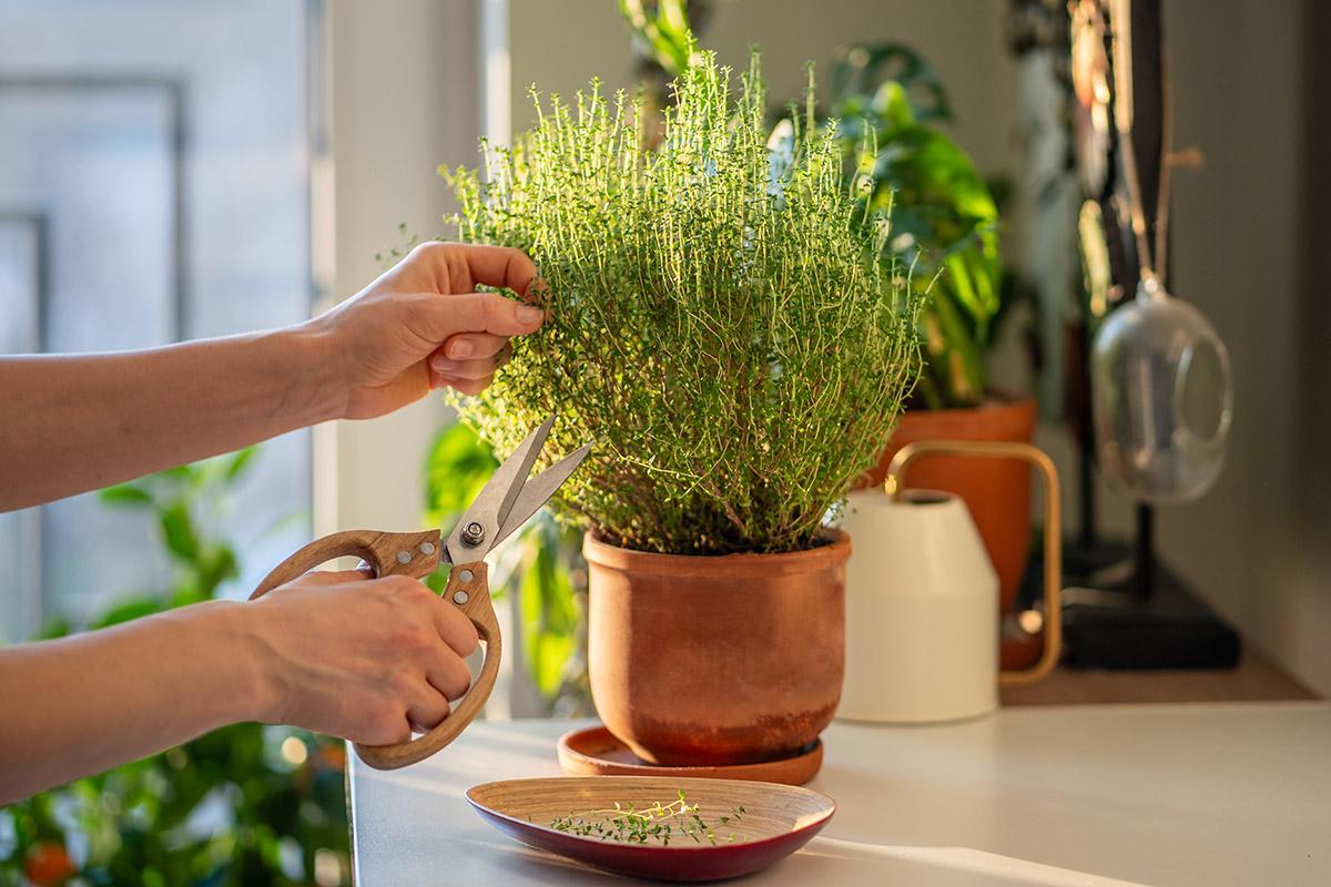 growing herbs indoors trimming thyme