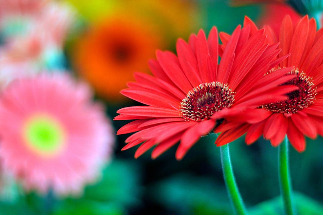 types of daisies gerbera daisy