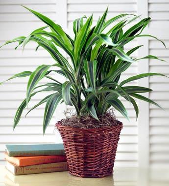 how to care for fall plants green plantz