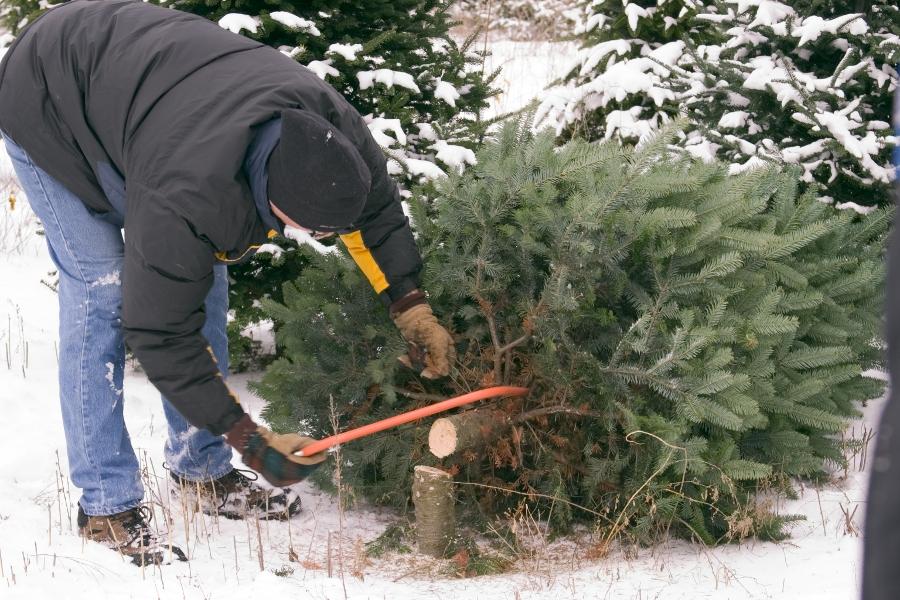 Chopping down Christmas tree