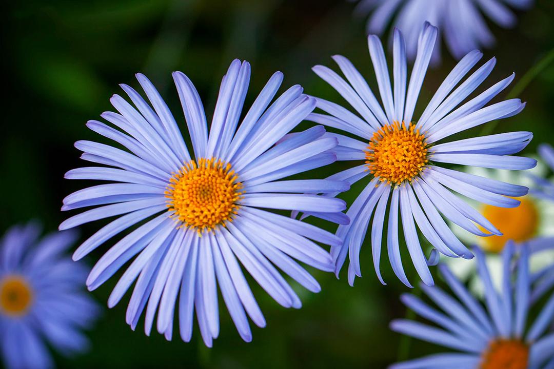 types of daisies Blue marguerite daisy