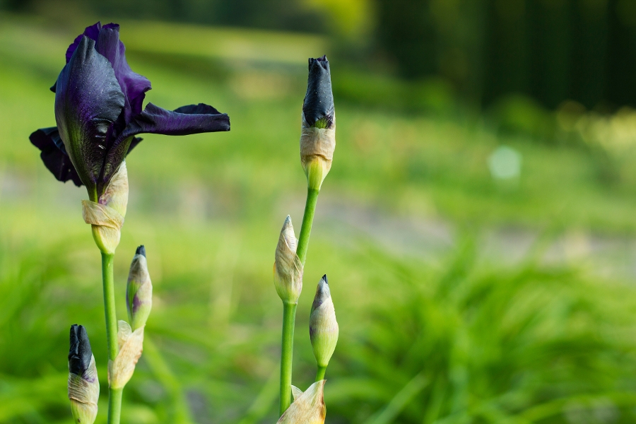 before the storm tall bearded iris