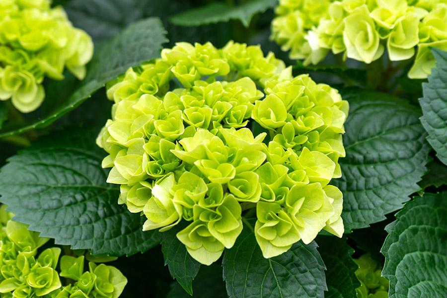 kinds of hydrangeas Panicle