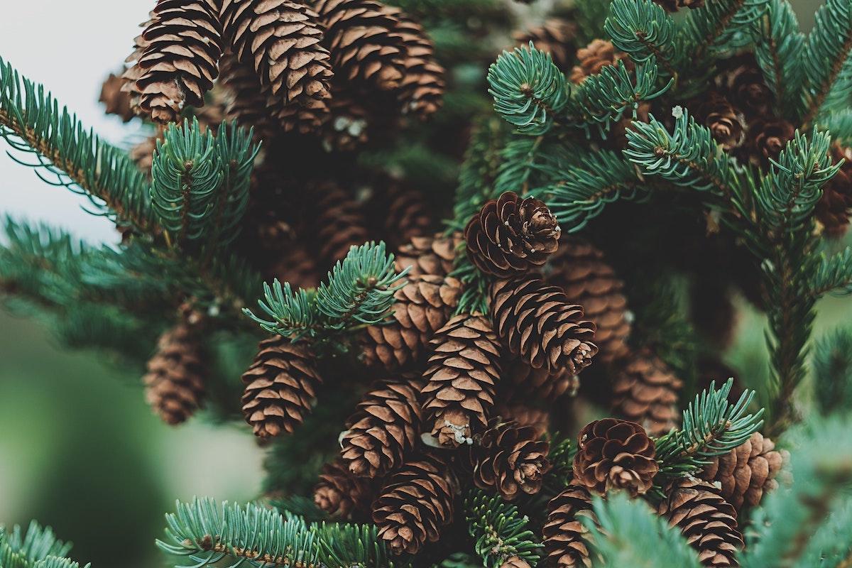 Christmas pinecones
