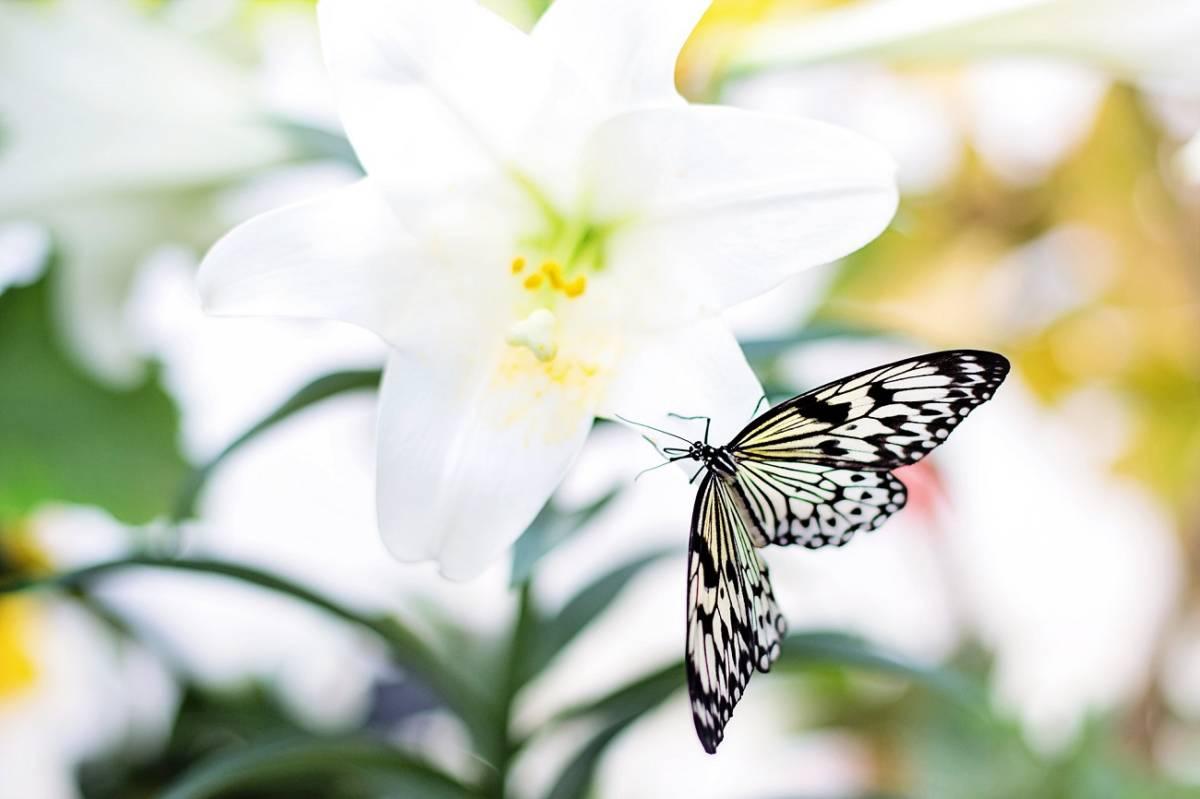 Butterfly and Easter Lily