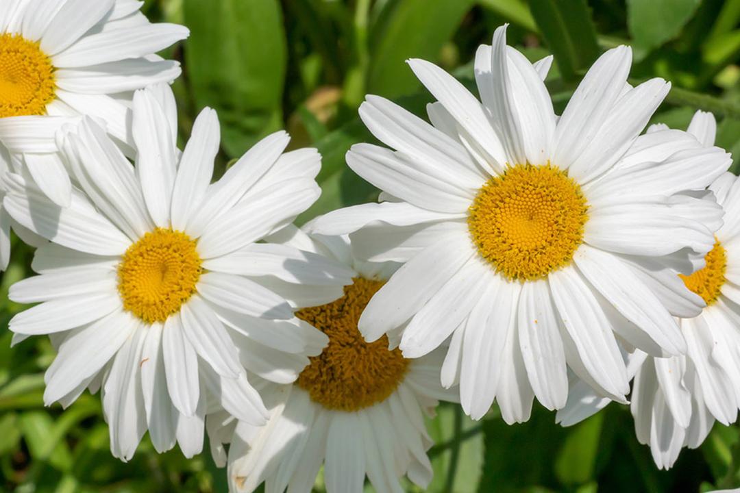 types of daisies shasta daisy