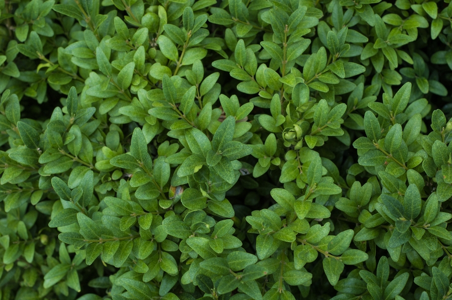 boxwood leaves